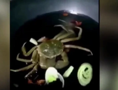 Κάβουρας που τηγανίζεται ζωντανεύει και τρώει τα λαχανικά στο τηγάνι (βίντεο)